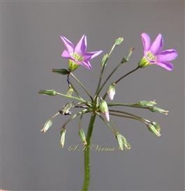  Inflorescence